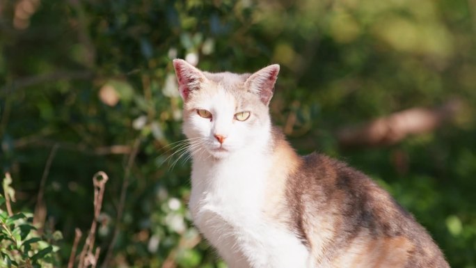 野猫带着不祥的神情在森林中狩猎，跟踪猎物宠物在散步中晒太阳