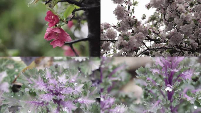 春雨中盛开的花朵