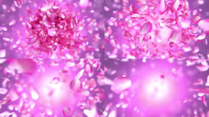 爆炸的玫瑰花瓣冲击镜头的粉色花瓣视频素材