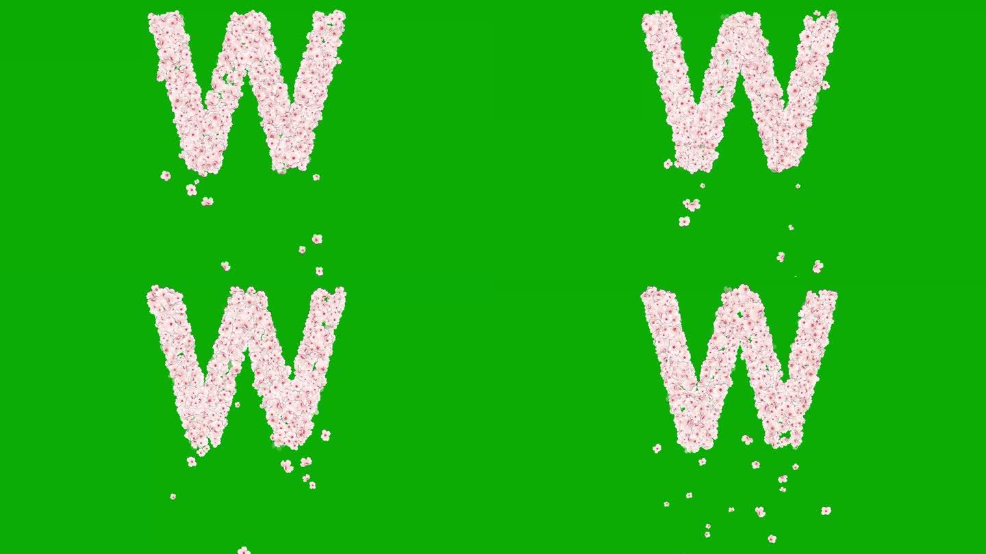 英文字母W与樱桃花在绿色屏幕背景