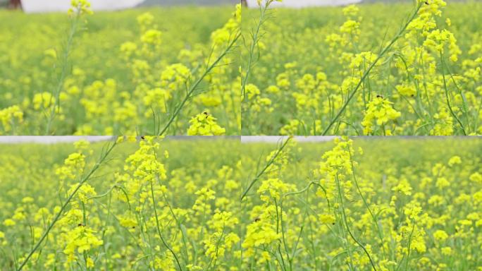 一片油菜花地里全是蜜蜂