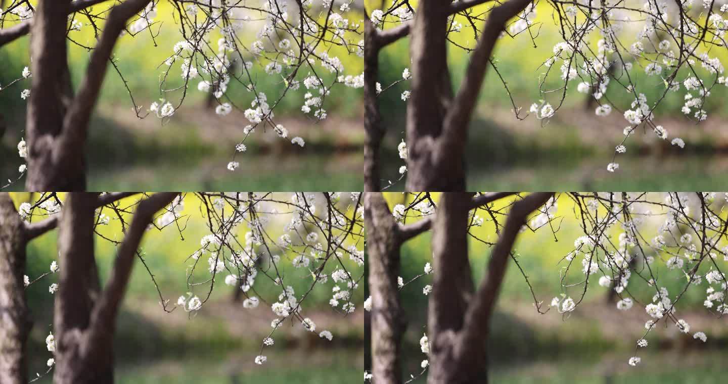 春天的杭州阿里巴巴西溪园区鲜花盛开