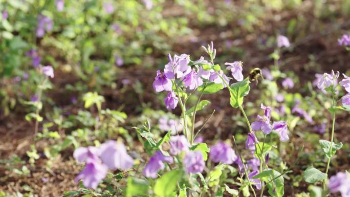 大全特紫色 花朵 蜜蜂采蜜