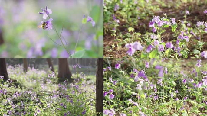 大全特紫色 花朵 蜜蜂采蜜