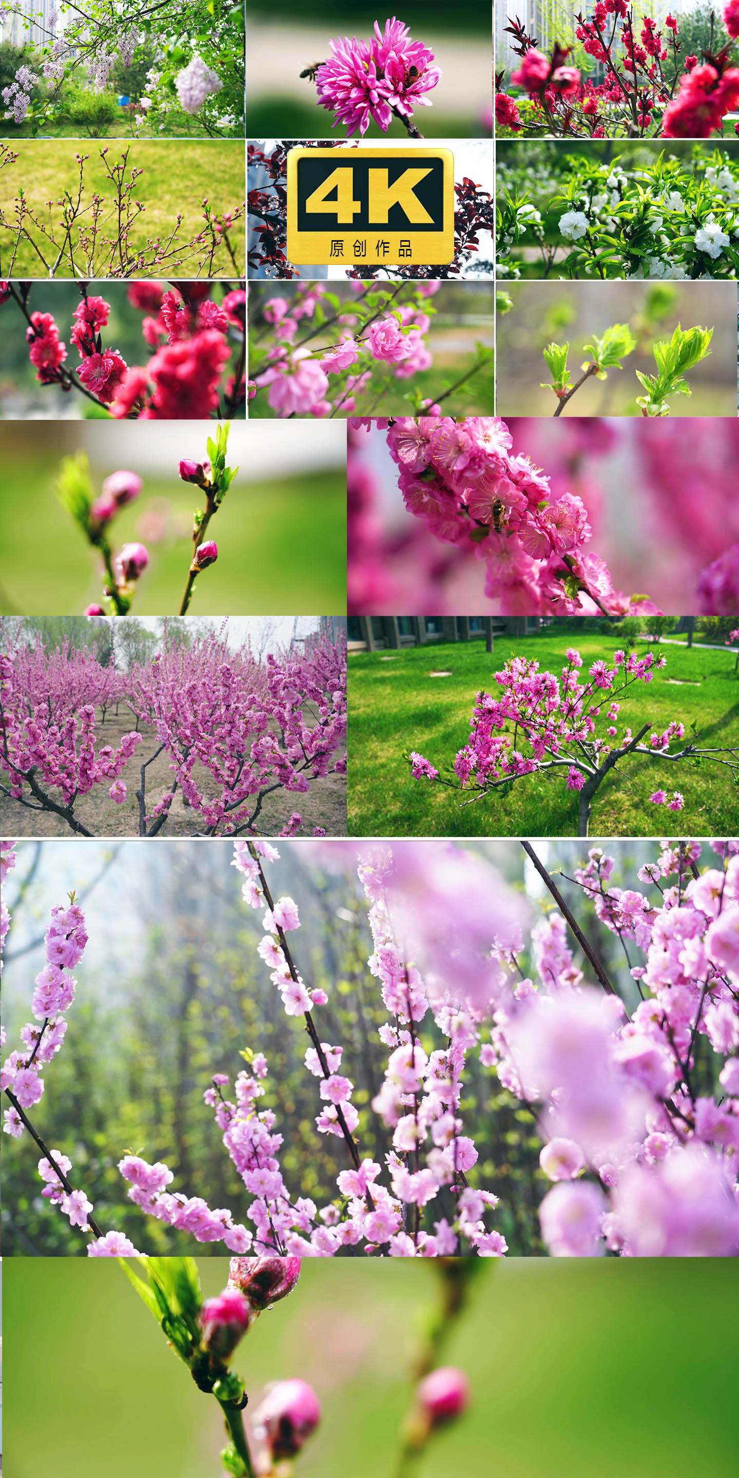 春天 春天景色 花开 春天春色实景实拍