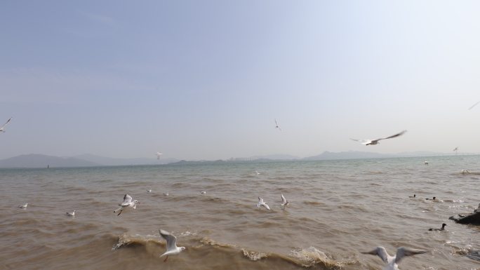 海鸥在海边盘旋飞翔