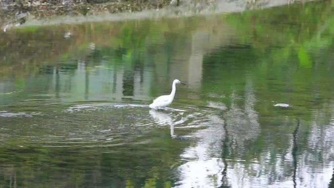 白鹭冬天在南方的河水中觅食的场景