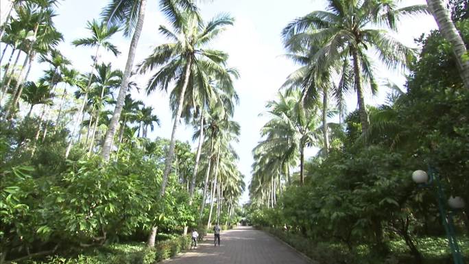 热带植物园 椰子树 海南黄花梨 降香黄檀