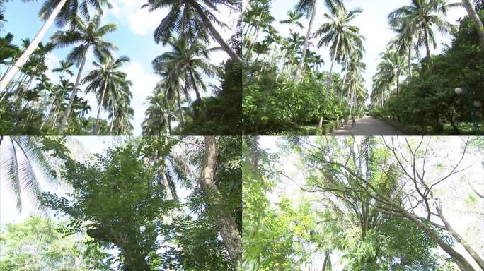 热带植物园 椰子树 海南黄花梨 降香黄檀