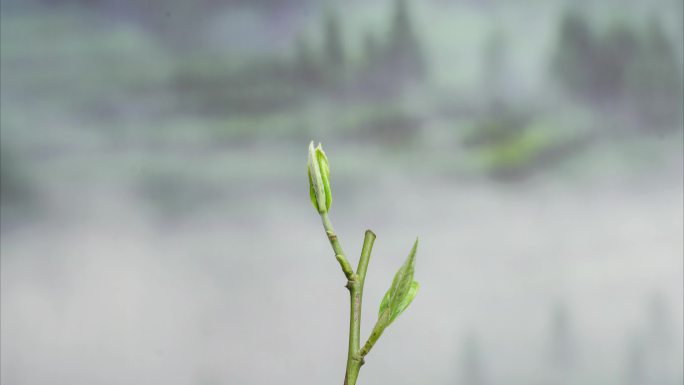 茶叶生长树木发芽春天植物延时视频