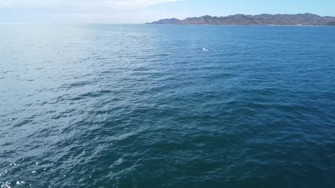 墨西哥下加利福尼亚州，在水面下游泳的灰鲸。空中前进和复制空间