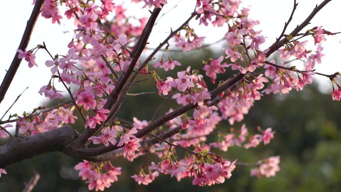 桃花特写桃树树枝花朵