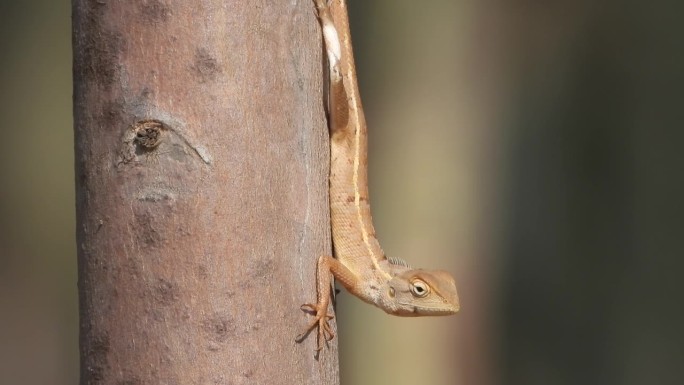 蜥蜴在树上等待捕食。