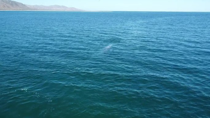 灰鲸在靠近墨西哥海岸的开阔海域吹水。无人机航拍图