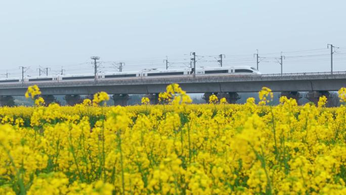 高铁油菜花