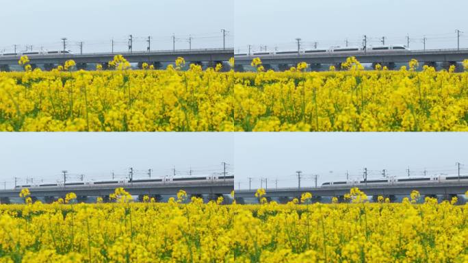 高铁油菜花