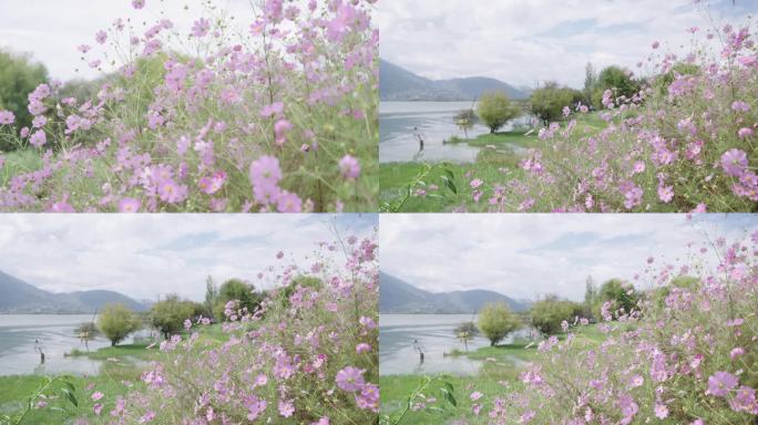 粉色 花朵 野花 蝴蝶