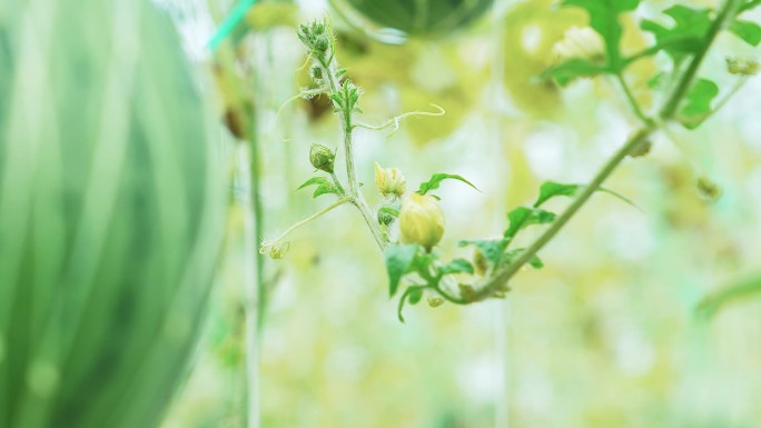 西瓜花心花朵镜头特写