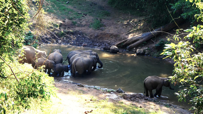 西双版纳-野象谷景区-大象合集