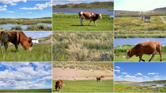 内蒙古大草原美丽风景牛羊马天然牧场