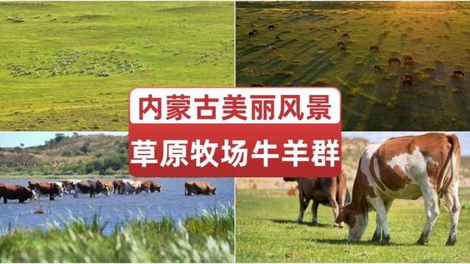 内蒙古大草原美丽风景牛羊马天然牧场
