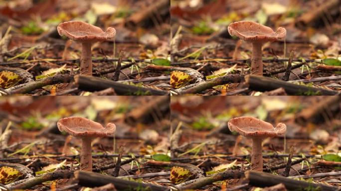 一种秋天生长在树林中的红蘑菇(红伞伞属