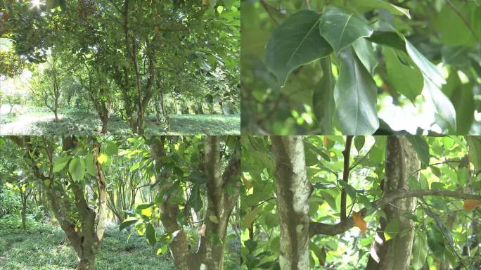热带植物园 果树 波罗蜜树 树干 叶片