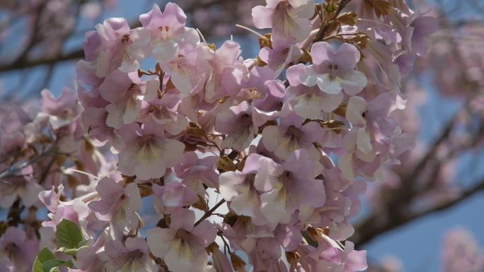 泡桐花毛泡桐