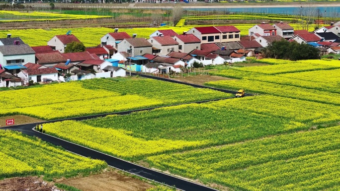 电力小黄车乡间油菜花W