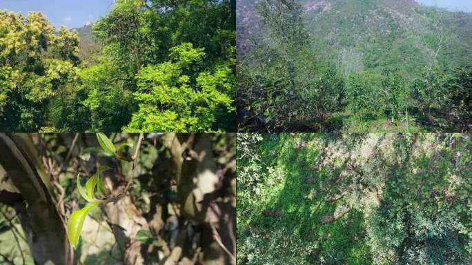 曼松古茶树及生态