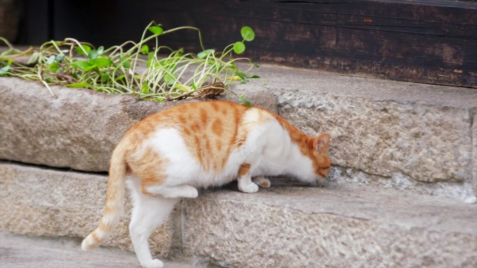 黎里古镇里晒太阳的小动物猫咪小狗C039