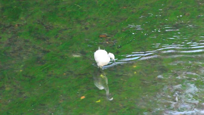 白鹭冬天在南方的河水中觅食的场景