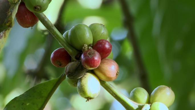 南美洲亚马孙盆地地区的厄瓜多尔，后院花园里树上的咖啡果。咖啡丛，咖啡栽培。高质量的全高清镜头