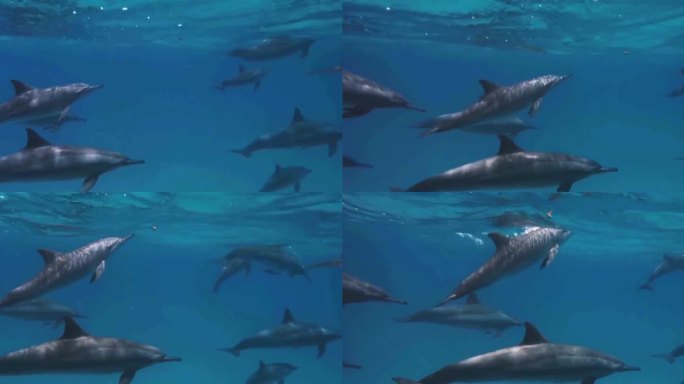 海豚群游