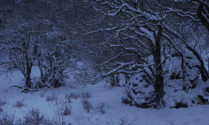 雪中的秦岭深处，大雪，雪，原始森林，高山