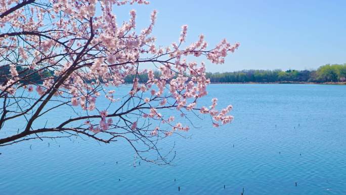 北京颐和园春天山桃花