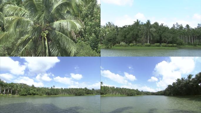 热带植物园 公园小河 蓝天白云 椰子树林