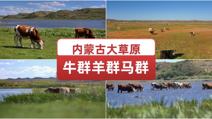 内蒙古大草原牛群羊群马群美丽草原航拍全景