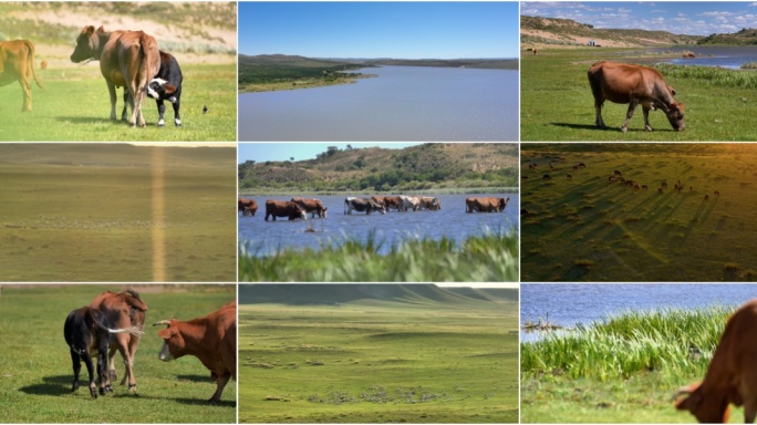 内蒙古大草原牛群羊群马群美丽草原航拍全景