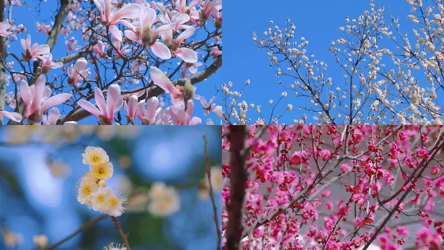 大自然 花朵 春天的花 初春 盛开