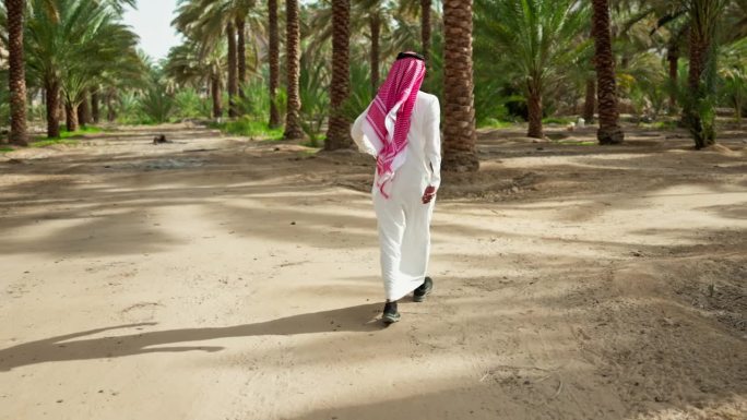 跟着一个沙特人穿过棕榈树林，Al-Ula