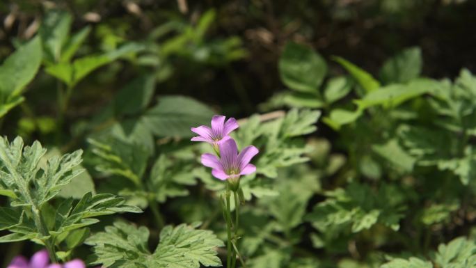 春天 鲜花 蜜蜂