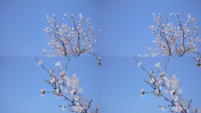 春天白色桃花盛开