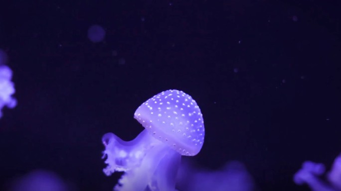 发光的水母在海里游着