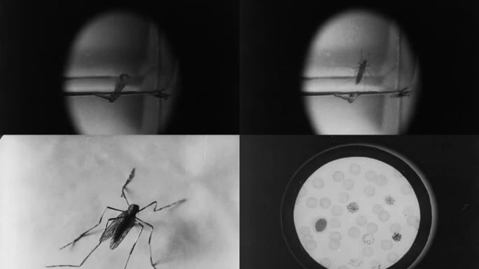 30年代蚊子研究 蚊子成长过程