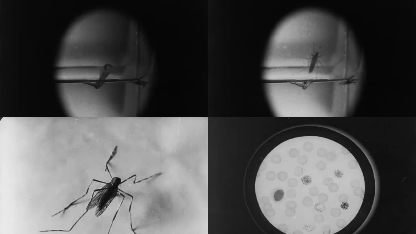 30年代蚊子研究 蚊子成长过程