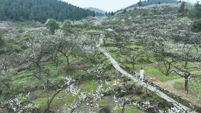 合川双凤保和李子花海航拍