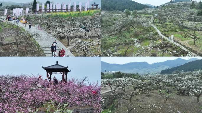 合川双凤保和李子花海航拍