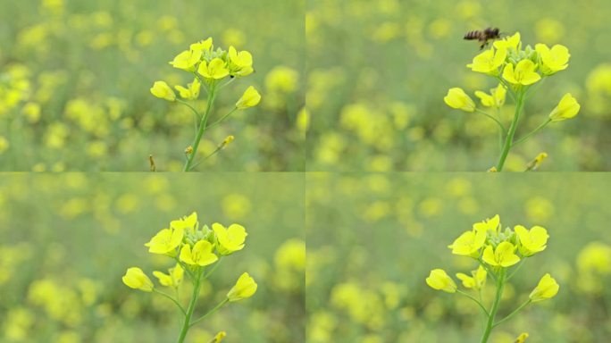 蜜蜂采油菜花蜜