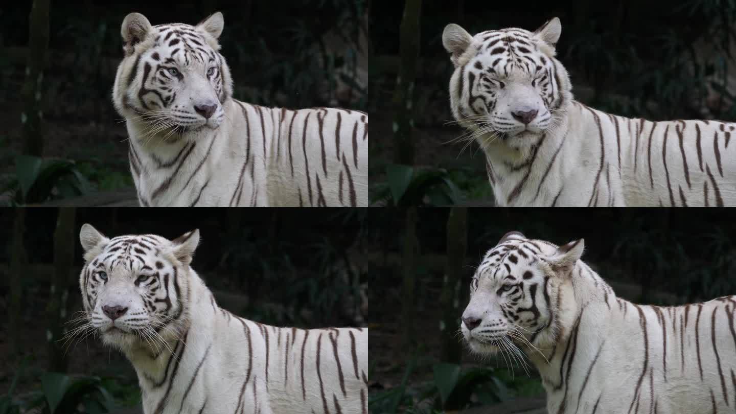 白虎的特写镜头，亚洲虎的白色色素变体